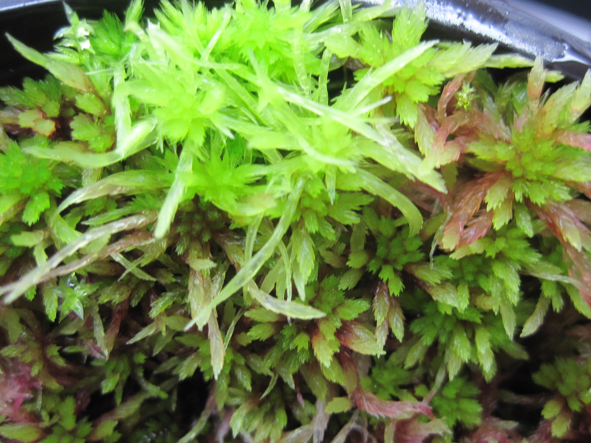 Live sphagnum moss – BleuxExotics