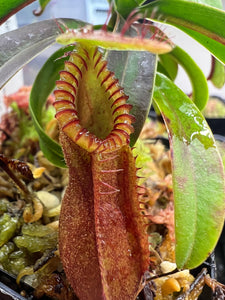 Nepenthes diabolica (Seed Grown)