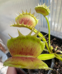 Venus Flytrap 'Crispy Sun'