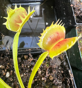 Venus Flytrap 'Crispy Sun'