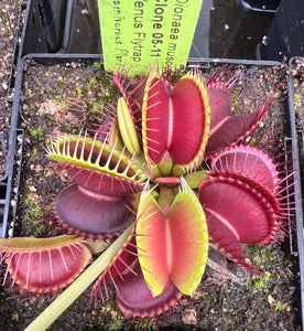 "BCP 05-11 Giant" open pollinated Venus flytrap 10+ Seeds