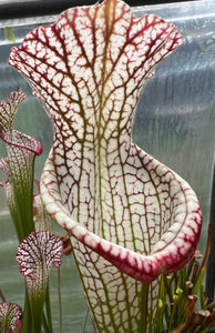 Sarracenia leucophylla “CPS Baldwin Bigmouth”