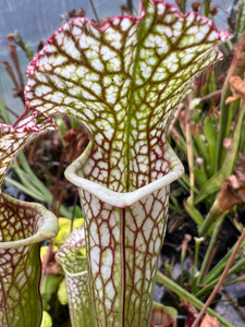 Sarracenia leucophylla Deer Park, Washington Co., Alabama