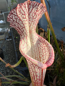 Sarracenia leucophylla “CPS Baldwin Bigmouth”