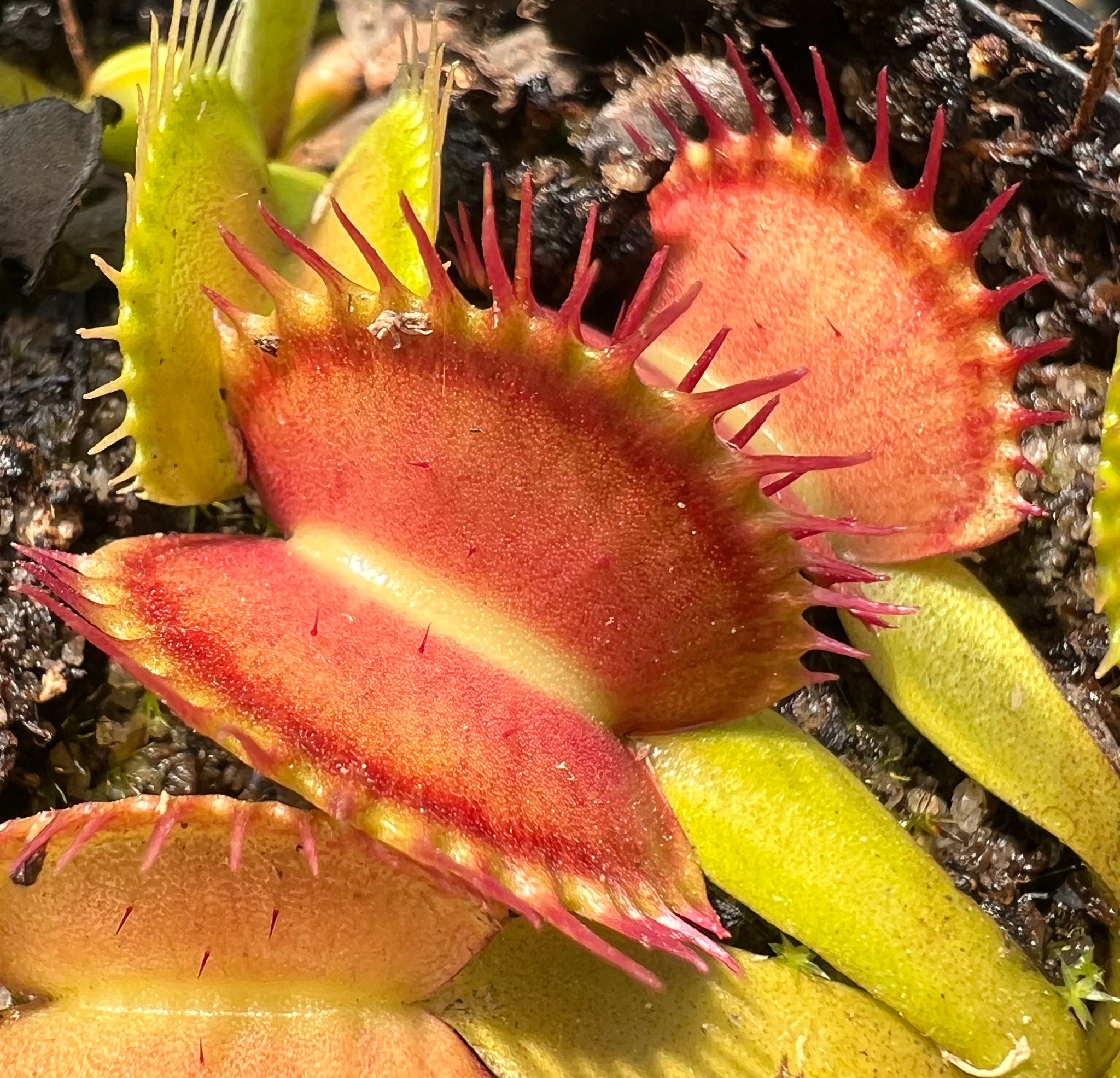 venus-flytrap-raptor-carnivorous-plant-store