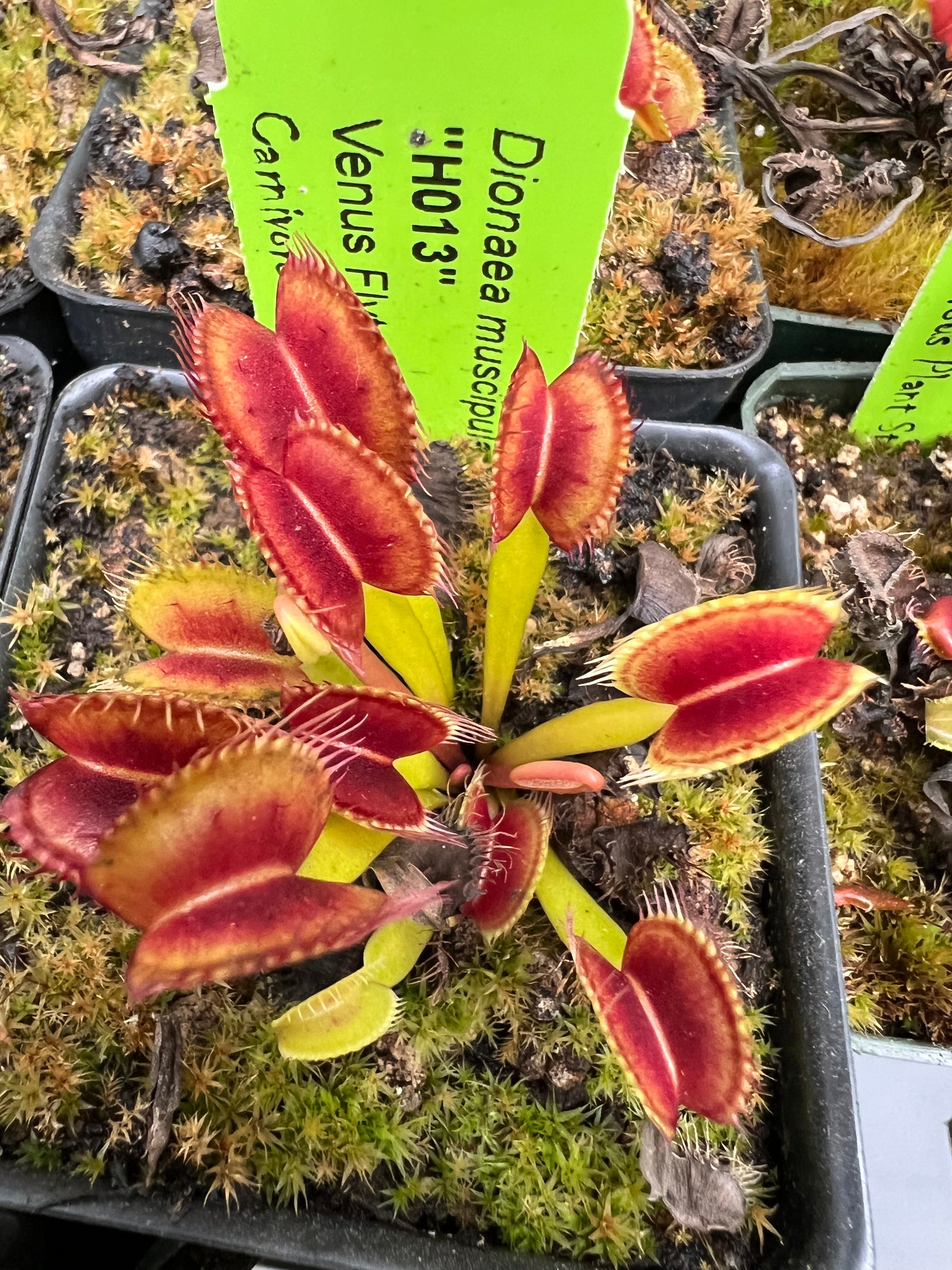 venus-flytrap-h013-carnivorous-plant-store