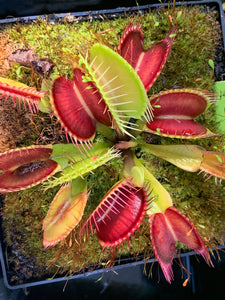 Venus Flytrap 'Southwest Giant' – Carnivorous Plant Store