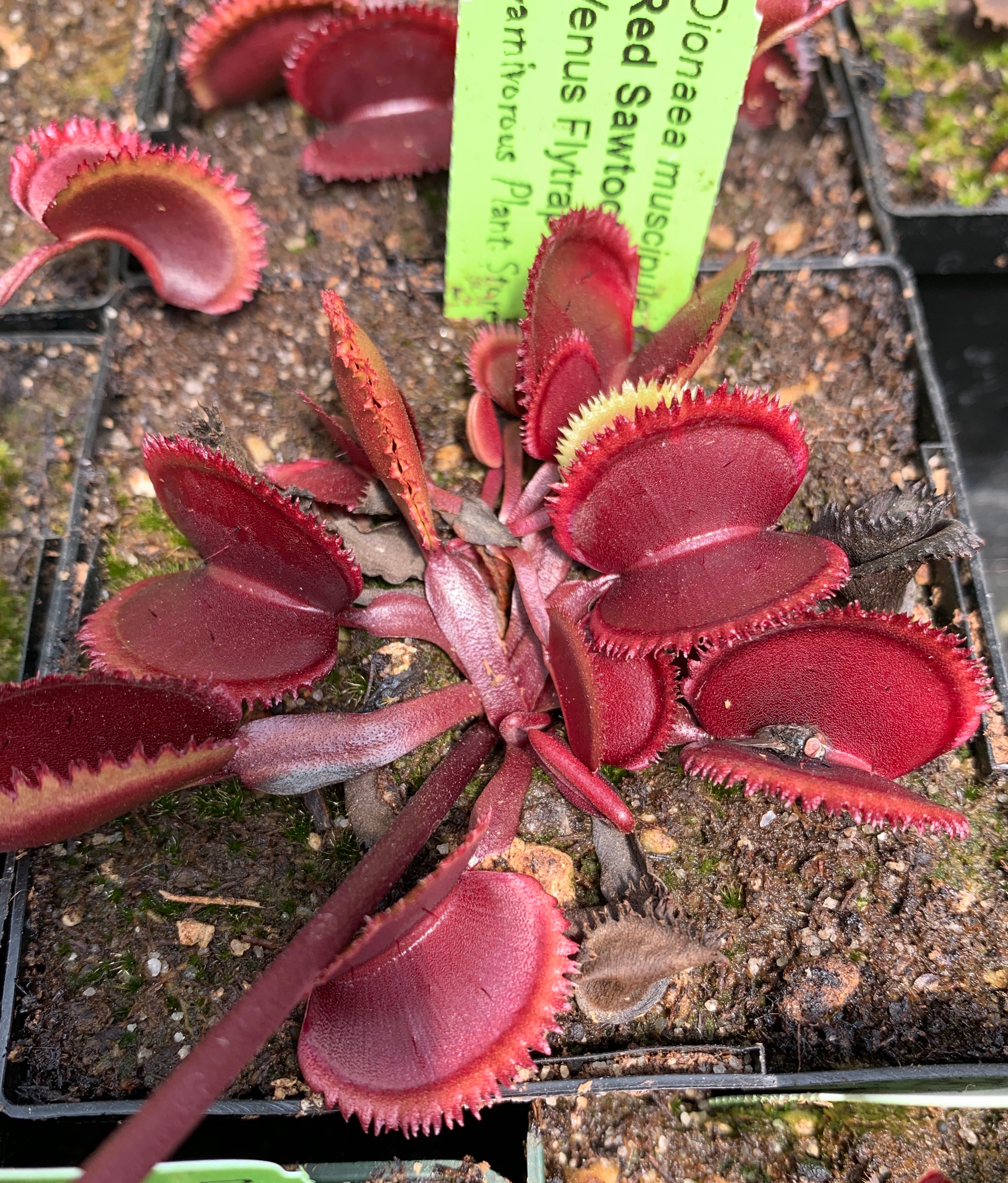 Venus Flytrap "Red Sawtooth"