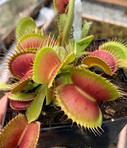 Venus Flytrap ‘DC XL’