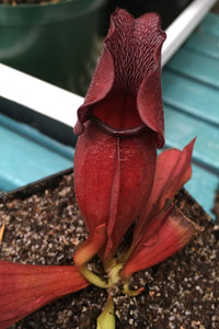 Sarracenia purpurea venosa "All Red"