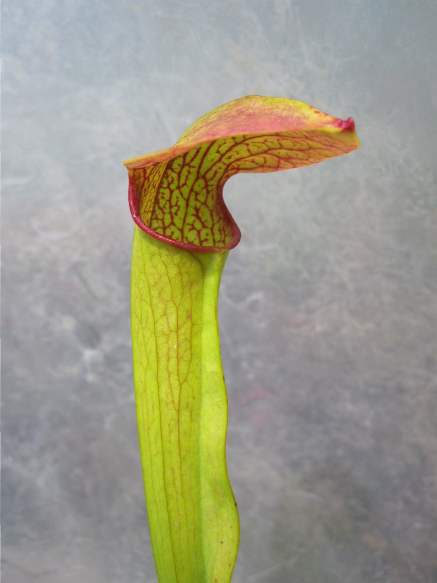 Sarracenia minor x rubra