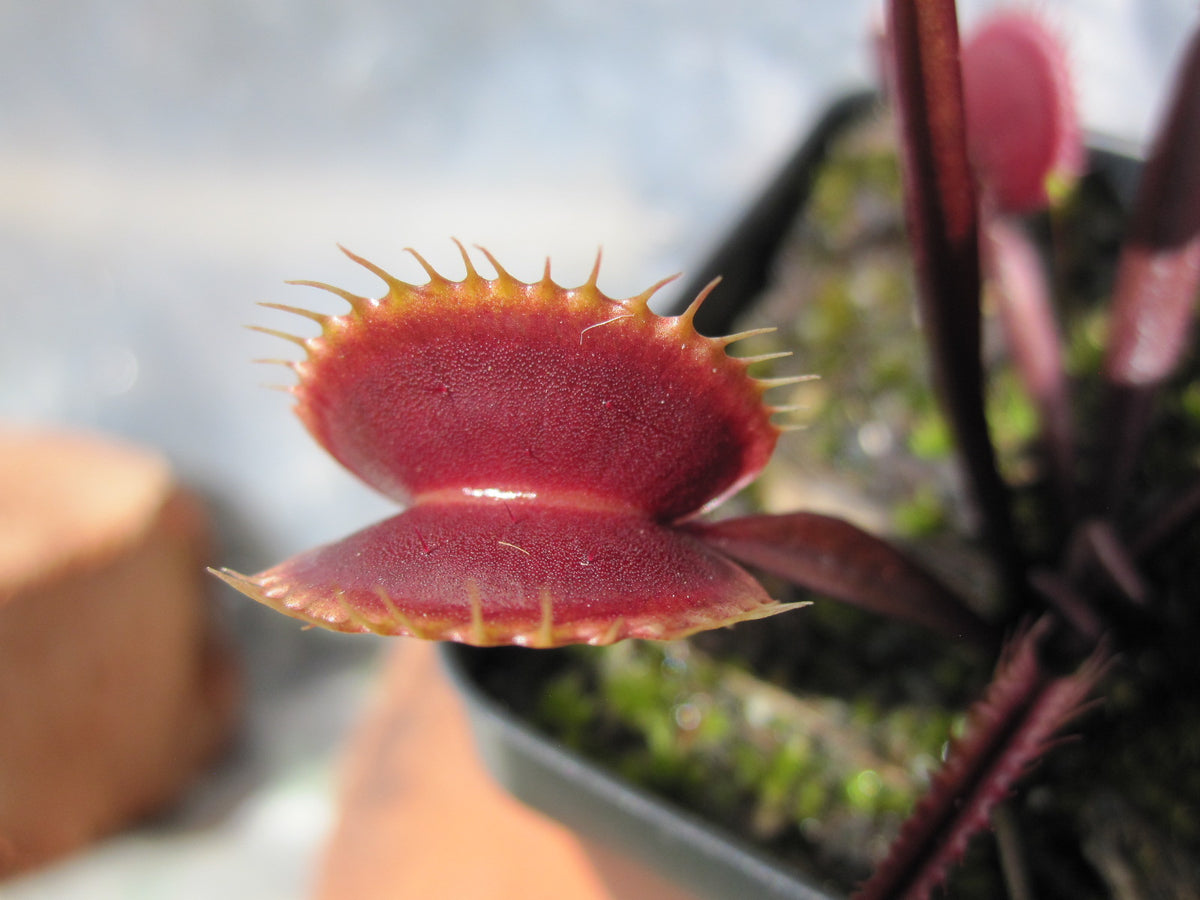 D. muscipula 'Green Dragon' Venus Flytrap – Carnivorous Plant Store